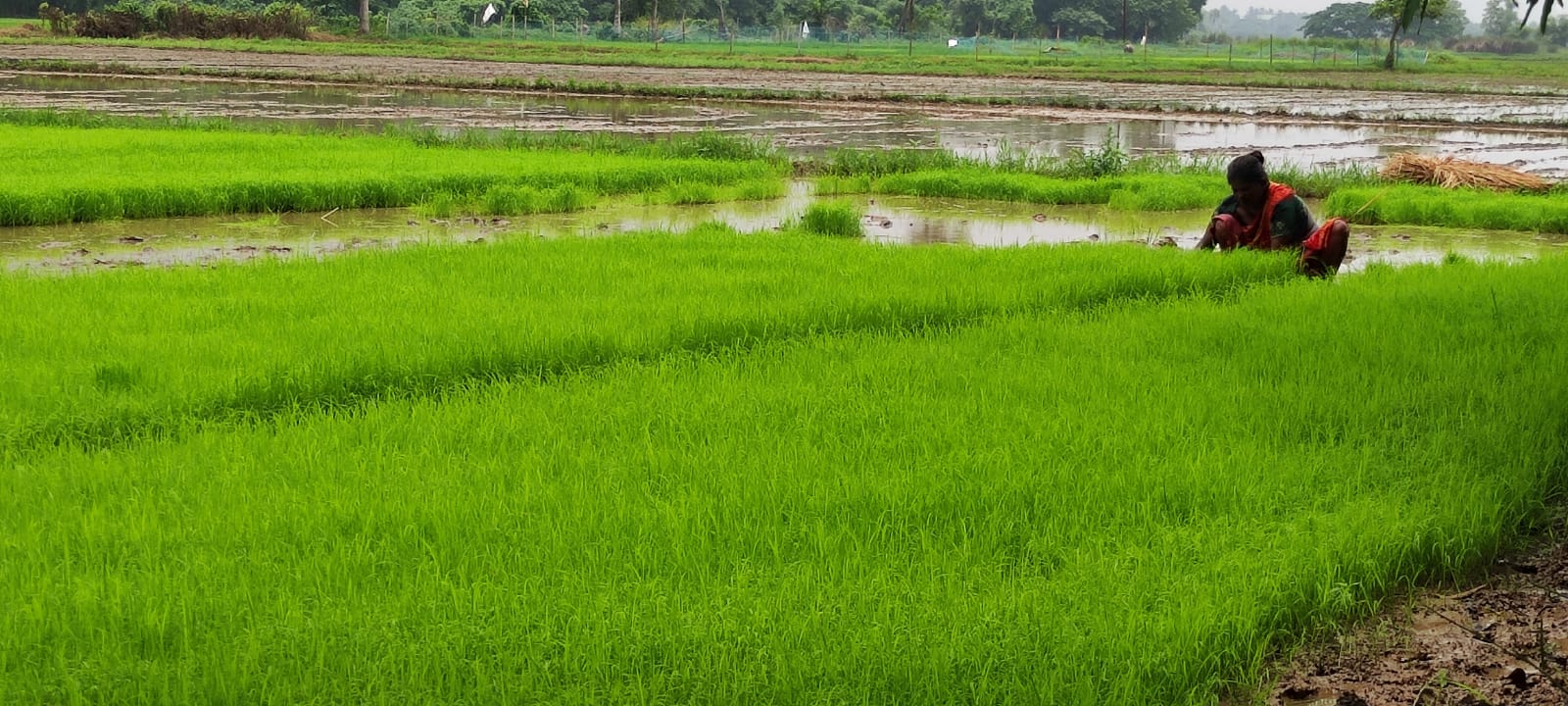Traditional rice farming activity at Maa Mati